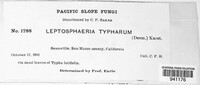 Typhicola typharum image